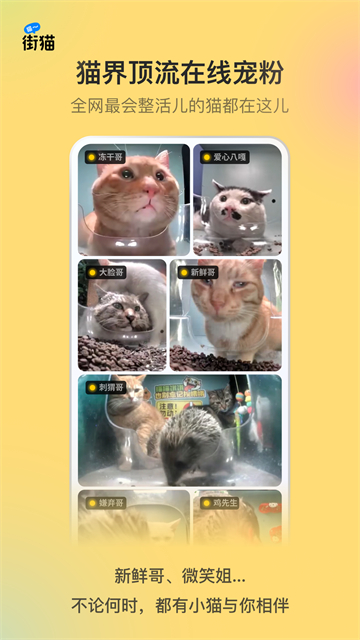 哈啰街猫下载